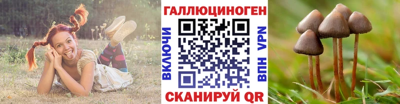 дарнет шоп  Сургут  Псилоцибиновые грибы GOLDEN TEACHER 